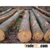 PADAUK,IROKO,BUBINGA LOGS,SAPELE,TALI,KOSSO LOGS