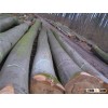 Thailand OAK / ASH / BEECH / PINE / SPUCE / BIRCH Logs