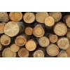 Pine,oak ,beech ,spruce ,timber logs, Thailand
