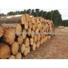 Logs and Lumbers HIGH QUALITY