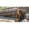 Oak Log Wood for sale