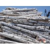 Timber Wood Logs