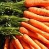 carrot