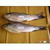 frozen rohu fish myanmar