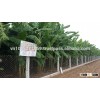Lease of agricultural land