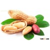 peanut kernel