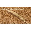Wheat