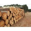 Mahogany logs