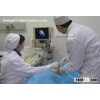 Renal Biopsy