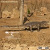 Animatronic Animal Crocodile