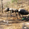 Realistic Animal Ant