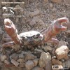Mechanical Animal Crab