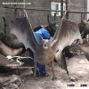 Realistic Animal Bat
