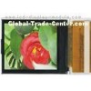 QVGA 2.0 inch active matrix transmissive TFT LCD Module 8 bits parallel bus interface