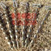 Tent Anchor