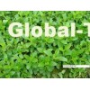 stevia herbal extract/100% natural sweetener/ pure stevia powder