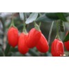 100% Natural GOJI BERRY