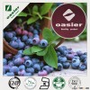 Bilberry Extract
