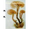 Ganoderma lucidum Polysaccharide