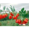 Organic Lycium Chinese Goji Berry