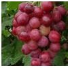Grape Seed P.E