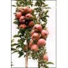 Apple extract