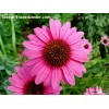 Echinacea Herbal Extract