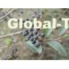 Ligustrum lucidum Ait P.E