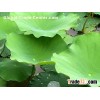 lotus leaf extract