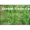 Anemarrhena Rhizome Extract