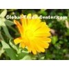 Chrysanthemum extract