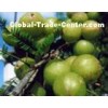 Phyllanthus emblica Extract