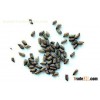 Cassia Seed P.E