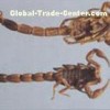Scorpion P.E.
