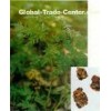 rhizoma chuanxiong, ligusticum root extract