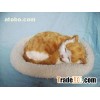 Sleeping pet, sleeping dog, sleeping cat, fur anim