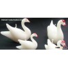 swan candle