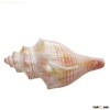 Trumpet Shell Soy Candle with colorful