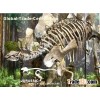 Dinosaur Skeleton Tuojiangosaurus