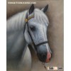 hand painted animal oil painting --white horse