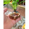 Jinsi Nanmu Buddha beads eaglewood-2