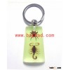 real insect resin lucite keychains,keyring,www.bayead.com