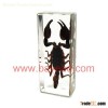 Wholesale Acrylic Resin Real Scorpion Paperweight, Scorpion Specimen
