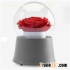 Red Rose Music Boxes