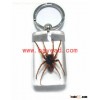 real spider insect amber keychains,keyring,www.bayead.com