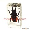 Real bug,insect in man-made amber Paperweights,Teaching Specimens,Specimen Models,insect Specimens.