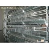 laying hens chicken cages