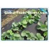 Biodegradable Garden Weed Control Fabric 100 % Virgin PP Non Woven Film