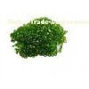 Russian Chrome Diopside Gemstones Untreated For Peridot Earings