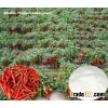 Natural Capsaicin